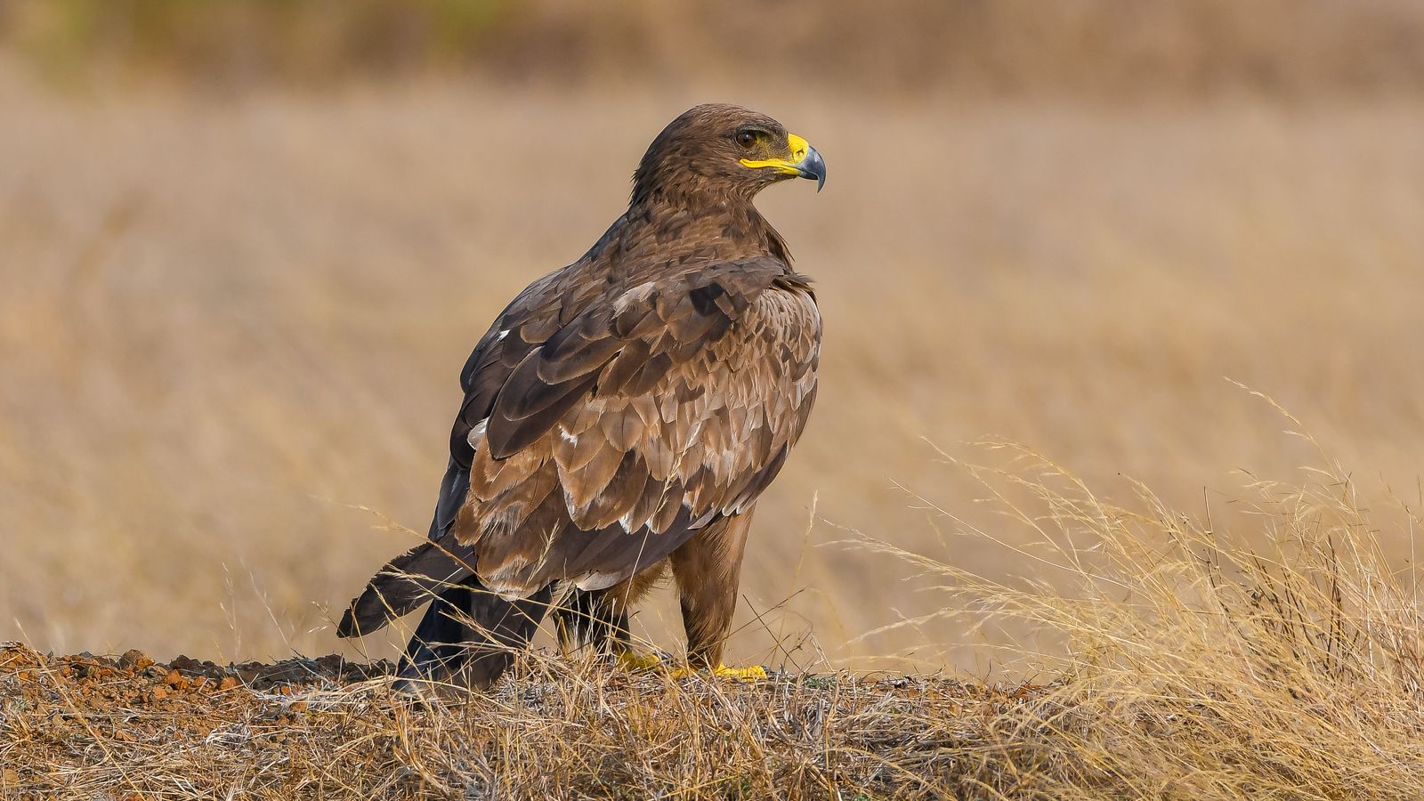 steppe eagle (2)